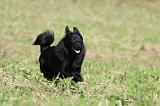 SCHIPPERKE 683